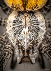 Euprosthenops australis