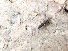 Coccinella septempunctata