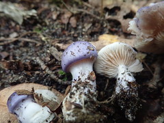 Cortinarius iodeoides