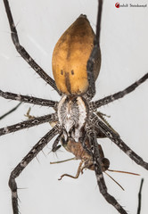 Euprosthenops australis