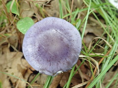 Cortinarius iodeoides