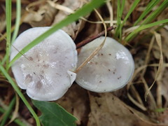 Cortinarius iodeoides