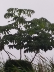 Cecropia pachystachya