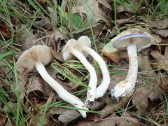 Cortinarius iodeoides