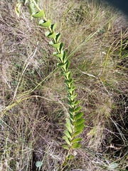 Lopholaena segmentata