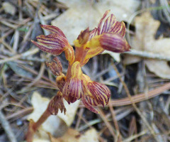 Corallorhiza striata vreelandii
