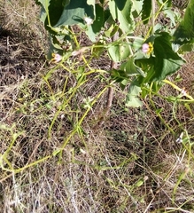 Lopholaena segmentata