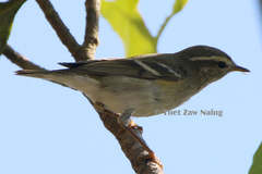 Phylloscopus plumbeitarsus