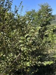 Vangueria dryadum