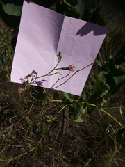 Lopholaena segmentata