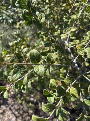 Vangueria dryadum