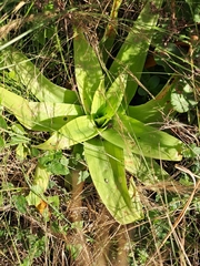 Bulbine latifolia latifolia