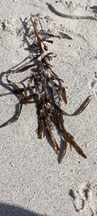 Anthophycus longifolius