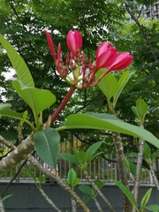 Plumeria rubra