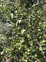 Vangueria dryadum