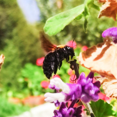 Xylocopa appendiculata
