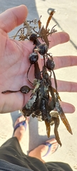 Anthophycus longifolius