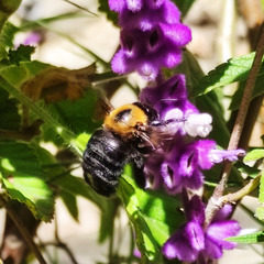 Xylocopa appendiculata