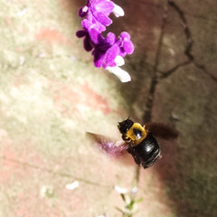 Xylocopa appendiculata