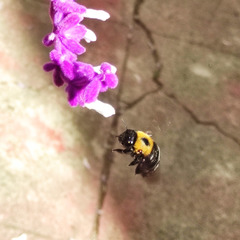 Xylocopa appendiculata