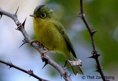 Phylloscopus whistleri