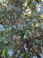 Erythroxylum emarginatum