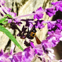 Xylocopa appendiculata
