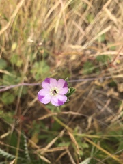 Clarkia purpurea viminea
