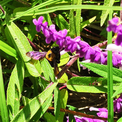 Xylocopa appendiculata