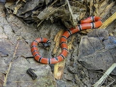 Micrurus dumerilii carinicauda