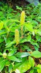 Lepidagathis alopecuroidea