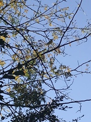 Malaconotus blanchoti