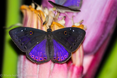 Eurybia molochina