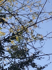 Malaconotus blanchoti