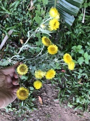 Helichrysum decorum