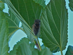 Diceroprocta eugraphica