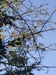 Malaconotus blanchoti