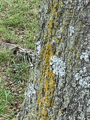 Flavoparmelia caperata