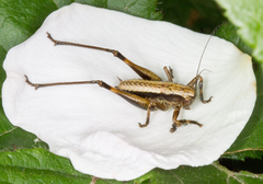 Pholidoptera griseoaptera