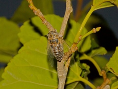 Diceroprocta eugraphica