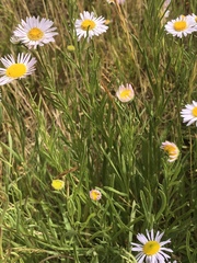 Erigeron decumbens