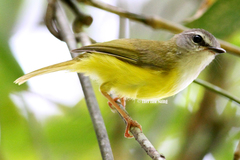 Abroscopus superciliaris