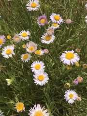 Erigeron decumbens