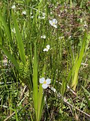 Sagittaria isoetiformis