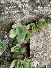 Kalanchoe fedtschenkoi