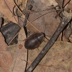 Opisthoplatia
