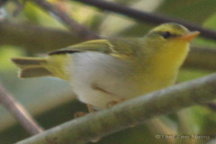Phylloscopus cantator