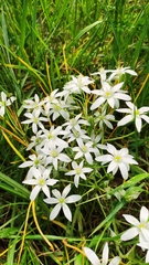 Ornithogalum orthophyllum