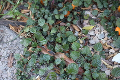 Plectranthus verticillatus