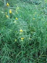 Ludwigia bonariensis